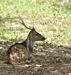 Deer in a forest