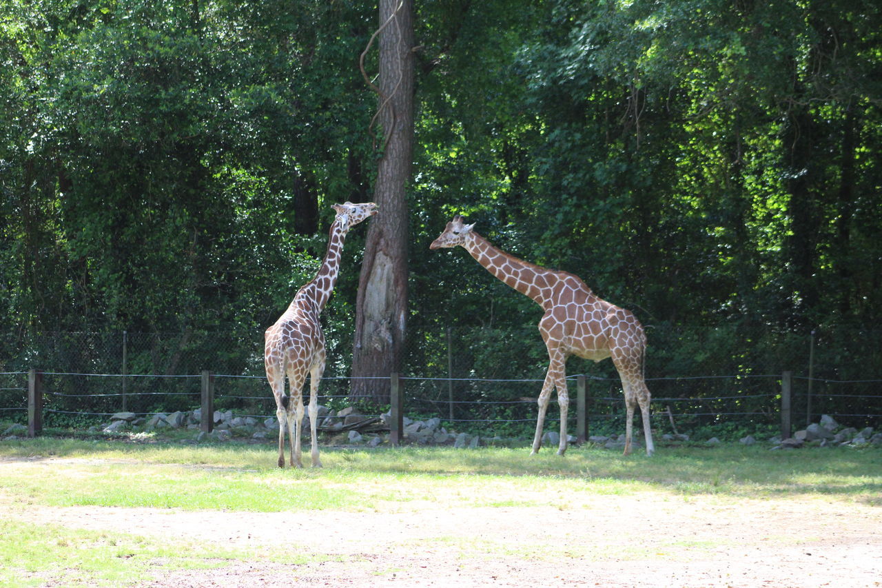 GIRAFFES STANDING IN FOREST