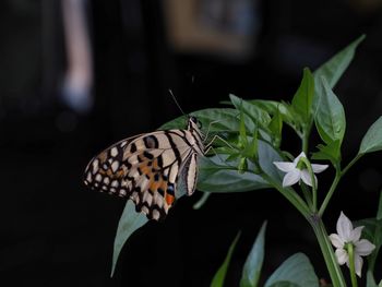 Close-up of butterfly pollinating on flower