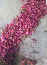 Low section of woman standing on pink flowers