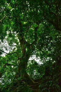 Low angle view of trees in forest