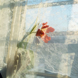 Close-up of red flower on glass window