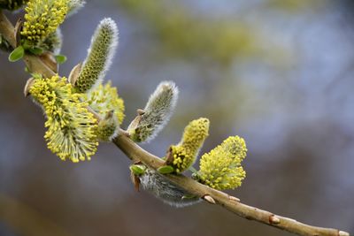 Close-up of flowering plant