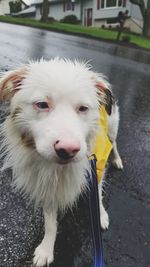 Close-up portrait of dog standing in city