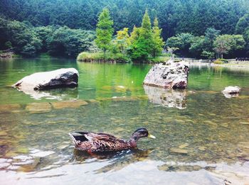 Reflection of trees in water