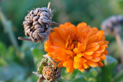 Close-up of flower blooming outdoors