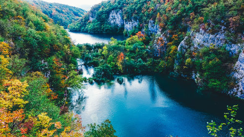 High angle view of river amidst trees in forest