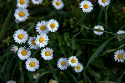 Close-up of white daisy flowers