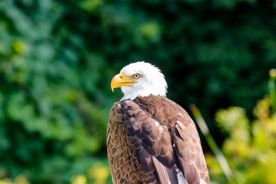 Close-up of eagle against blurred background