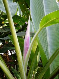 Low angle view of plants