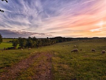 Sheep grazing on field at sunset