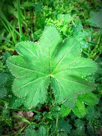 Close-up of leaves