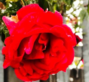 Close-up of red rose