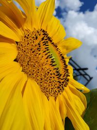 Close-up of sunflower