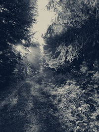 Road amidst trees in forest against sky