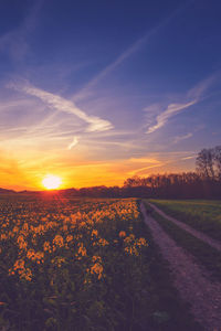 View of field at sunset