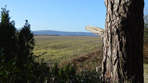 Tree on field against clear sky