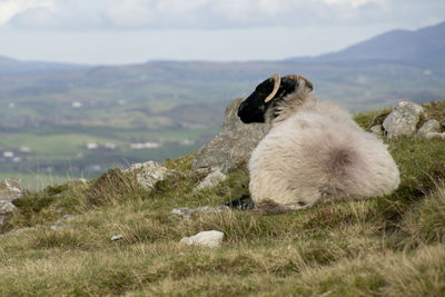 Sheep grazing on field