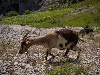 Side view of deer walking on field