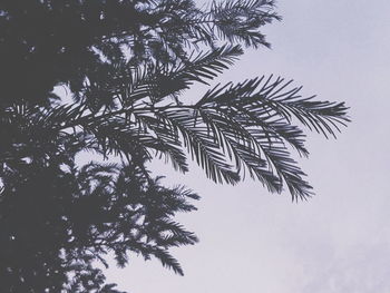 Low angle view of palm tree against clear sky