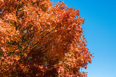 Low angle view of autumnal trees against clear blue sky