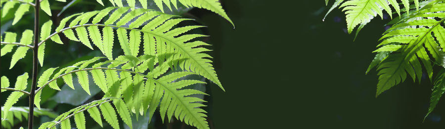 Close-up of fern leaves