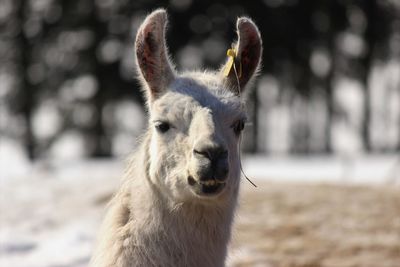 Close-up portrait of horse on field