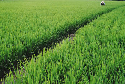 Crops growing on field