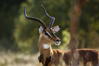 Close-up of deer