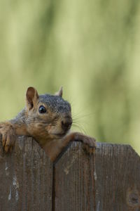 Close-up of squirrel on wood