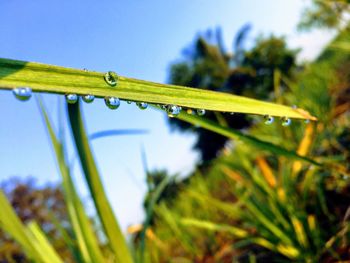 Close-up of wet grass on field against sky