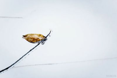 Bird perching on wall