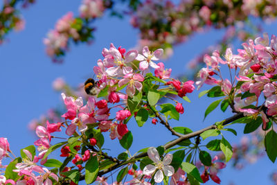 Close-up of pink cherry blossoms in spring