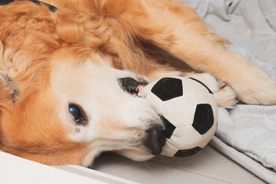 Close-up of a dog lying down on bed