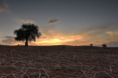Silhouette trees on field against sky during sunset