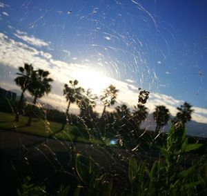 Close-up of spider web on plant against sky