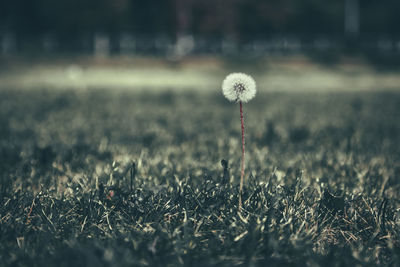 Close-up of dandelion on field