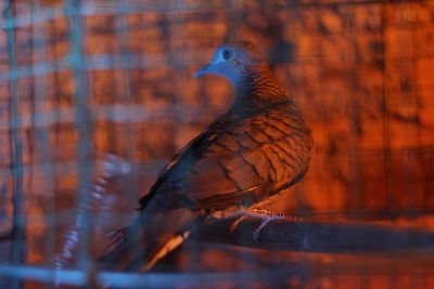 Turtledove closeup photography with red and blue lights