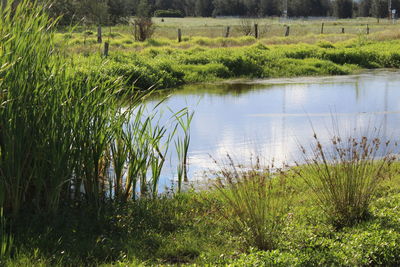 Scenic view of lake