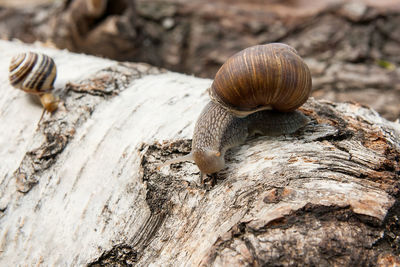 Close-up of snail on tree