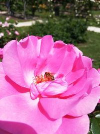 Close-up of bee on pink flower