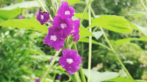 Close-up of purple flowers blooming outdoors