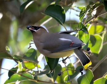 Low angle view of bird perching on tree