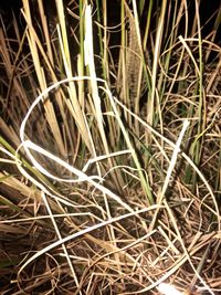 Close-up of grass