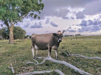 Jersey cow standing in a field
