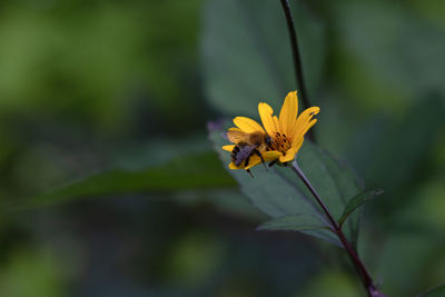 nature