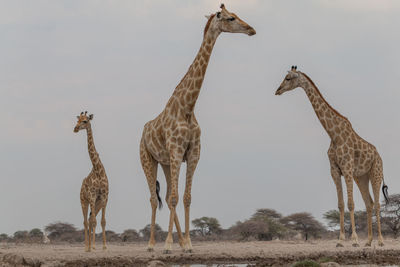 View of giraffes on field against sky