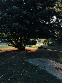 Road by trees against sky