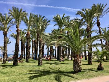 Palm trees growing on land at beach