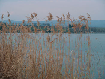 Plants growing in water